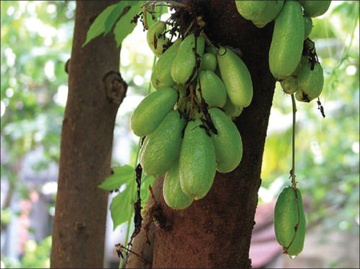 Averrhoa bilimbi tree with fruits