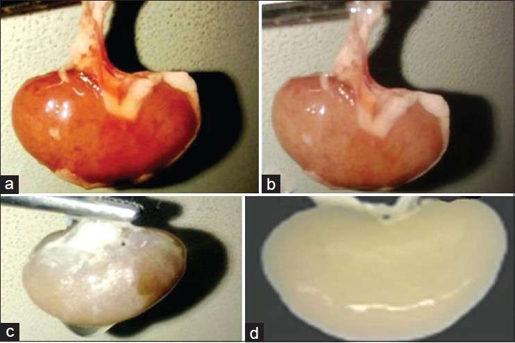 Decellularized goat kidney (a) after 24 h (b) after 48 h (c) after 72 h (d) after 96 h