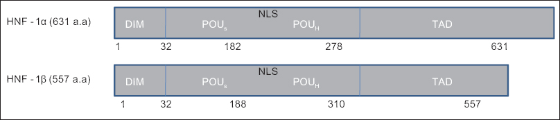 Hepatocyte nuclear factor-1 (HNF-1) structure and domains. HNF-1α is expressed as a single polypeptide of 631 amino acids and HNF-1 β is expressed as two polypeptides of 557 amino acids. HNF-1: Hepatocyte nuclear factor-1; DIM: Dimerization domain; POUs: Pit-1, Onc and Unc specific domain; POUH: Pit-1, Onc and Unc-homeodomain; TAD: Transactivation domain; NLS: Nuclear localization signal