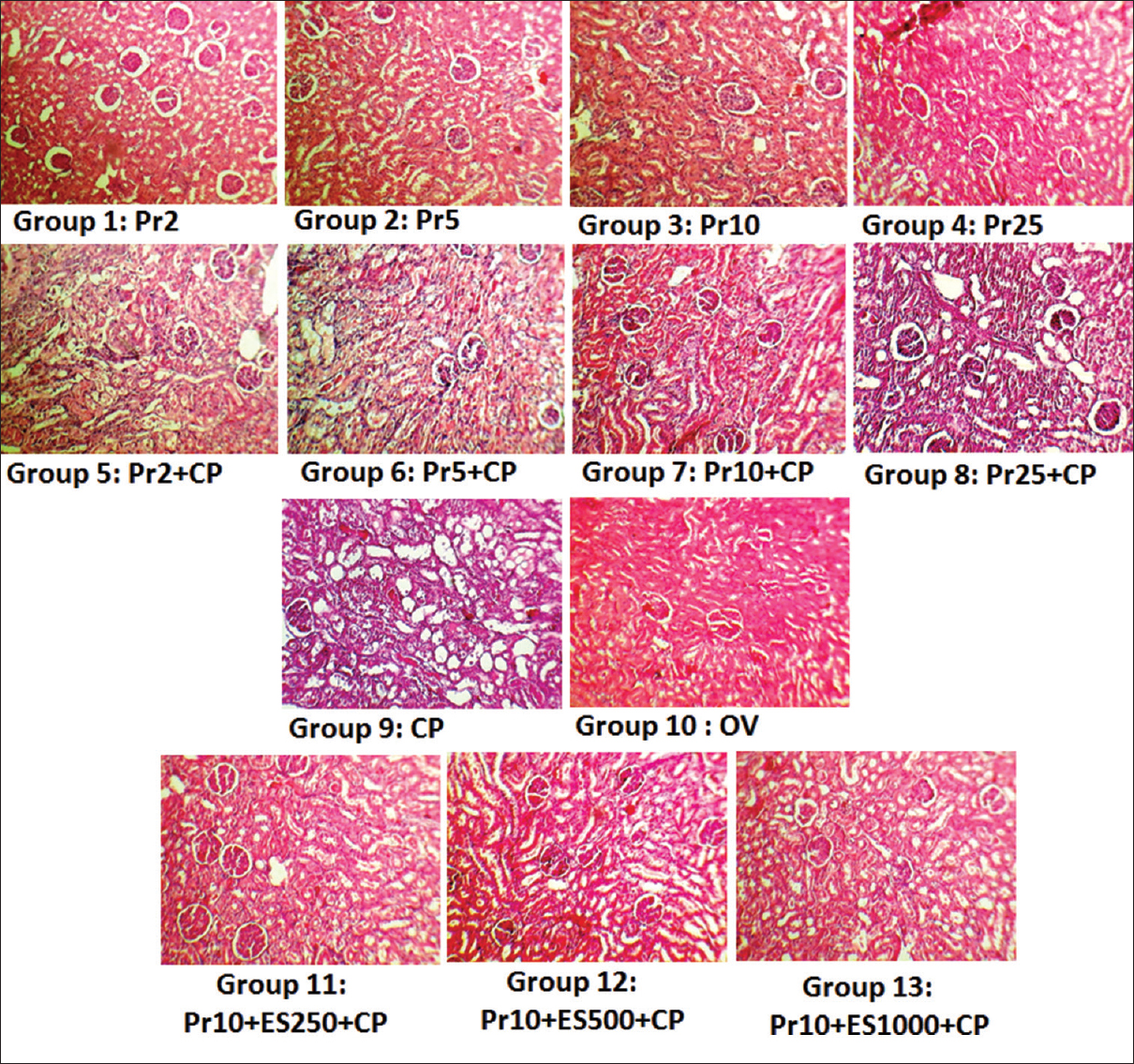 Kidney tissue images (×100) in all the experimental groups. kidney tissue damage score was based on hyaline cast, debris, vacuolization, flattening and degeneration of tubular cells, and dilatation of tubular lumen and graded from 0 to 4. Groups 9 and 10 as positive and negative control groups showed degree of tubular damage 3 ± 0.22 and 0 ± 0 respectively. The arrows indicated tubular damage