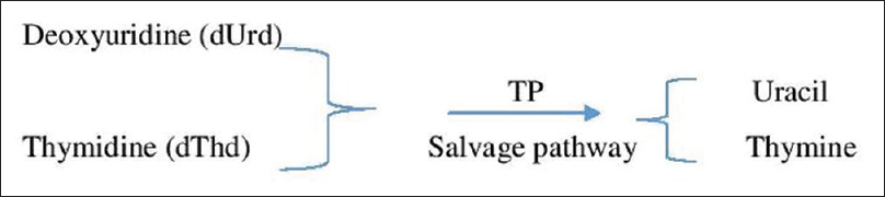 Pathogenesis of mitochondrial neurogastrointestinal encephalomyopathy