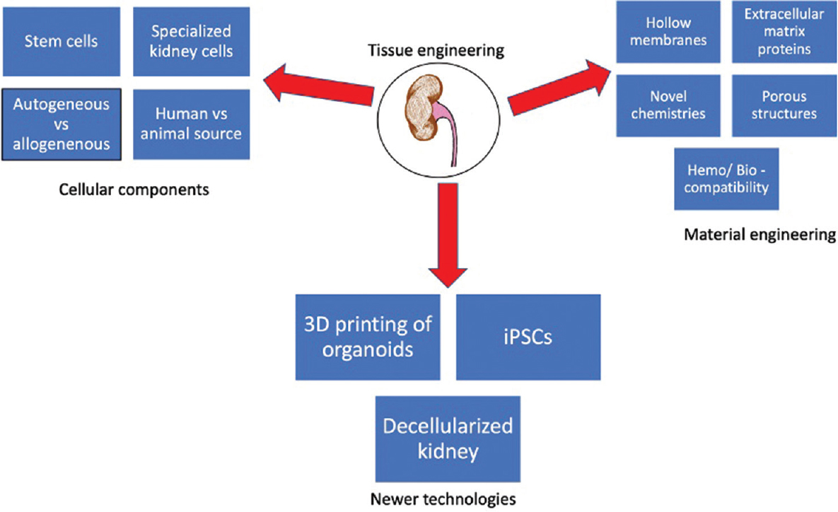 Key features of the development of bioartificial kidney. iPSCs – Induce pluripotent stem cells