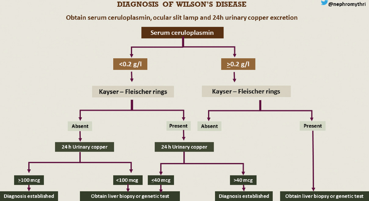 Flowchart for the diagnosis of Wilson’s disease. Infographics credit: Mythri Shankar