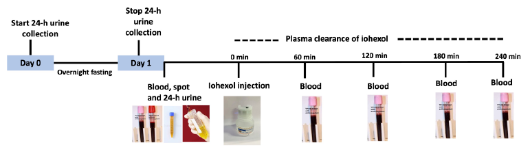 Graphical representation of methodology for sampling procedure for measurement of GFR using iohexol clearance. GFR: Glomerular filtration rate.