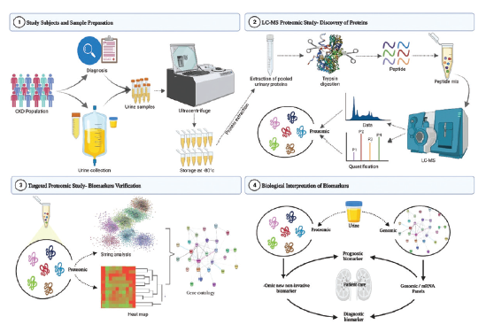 Urine sample collection and preparation work flow.