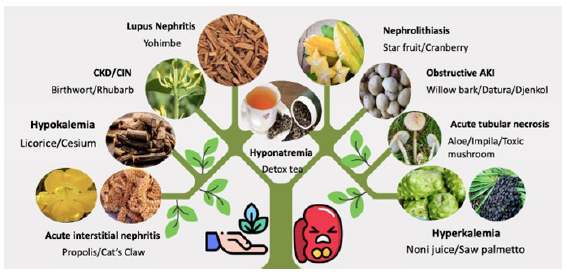 Various kidney syndromes caused by traditional medicines. AKI: Acute kidney injury, CKD: Chronic kidney disease, CIN: Chronic interstitial nephritis