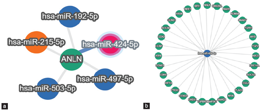 (a) Represents the gene ANLN and its targeting microRNAs. (b) Represents the microRNA(miR-424-5p) and its targeting genes. ANLN: Anillin