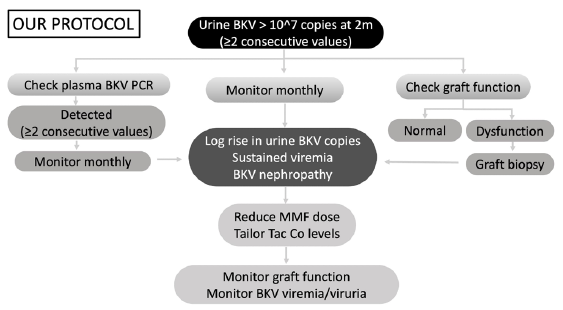 Protocol for BKV screening. BKV PCR: BK Polyoma virus polymerase chain reaction; Tac Co levels: Tacrolimus trough levels; MMF: Mycophenolate mofetil