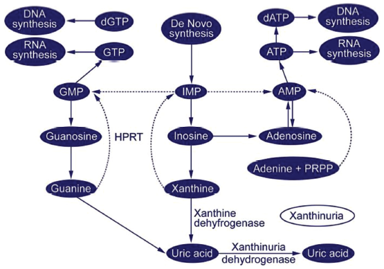 Purine metabolic pathway (downloaded from Medscape). DNA: deoxyribonucleic acid, GTP: guanosine tri-phosphate, RNA: ribonucleic acid, GMP: guanosine monophosphate, IMP: ionosine monophosphate, AMP: adenosine monophosphate, dGTP: deoxyguanosine triphosphate, dATP: deoxy adenosine triphophate, ATP: adenosine triphosphate, PRPP: phosphoribosyl pyrophosphate, HPRT: Hypoxanthine-guanine phosphoribosyltransferase.