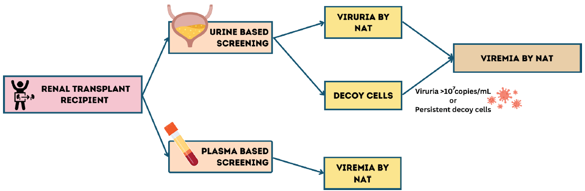 Screening strategy for BK virus in post-transplant patients. NAT: Nucleic Acid Testing.