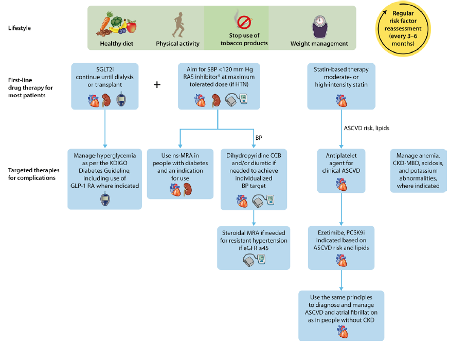 Recommended optimal lifestyle and therapeutic management for chronic kidney disease (CKD) in diabetes. Illustration of a comprehensive and holistic approach to optimizing kidney health in people with CKD. In addition to the cornerstone lifestyle adjustments, attention to diabetes, blood pressure (BP), and cardiovascular risk factor control is integral to kidney care. ∗Angiotensin-converting enzyme inhibitor or angiotensin II receptor blocker should be first-line therapy for BP control when albuminuria is present; otherwise, dihydropyridine calcium channel blocker (CCB) or diuretic can also be considered. Figure reproduced from Kidney Disease: Improving Global Outcomes (KDIGO) CKD Work Group. KDIGO 2024 Clinical Practice Guideline for the Evaluation and Management of Chronic Kidney Disease. Kidney Int. https://doi.org/10.1016/j.kint.2023.10.018.22 Copyright © 2023, Kidney Disease: Improving Global Outcomes (KDIGO). Published by Elsevier Inc. on behalf of the International Society of Nephrology under the CC BY-NC-ND license (http://creativecommons.org/licenses/by-nc-nd/4.0/). ASCVD, atherosclerotic cardiovascular disease; CKD-MBD, chronic kidney disease-mineral and bone disorder; eGFR, estimated glomerular filtration rate; GLP-1 RA, glucagon-like peptide-1 receptor agonist; HTN, hypertension; MRA, mineralocorticoid receptor antagonist; ns-MRA, nonsteroidal mineralocorticoid receptor antagonist; PCSK9i, proprotein convertase subtilisin/kexin type 9 inhibitor; RAS, renin-angiotensin-aldosterone system; SBP, systolic blood pressure; SGLT2i, sodium-glucose cotransporter 2 inhibitor.