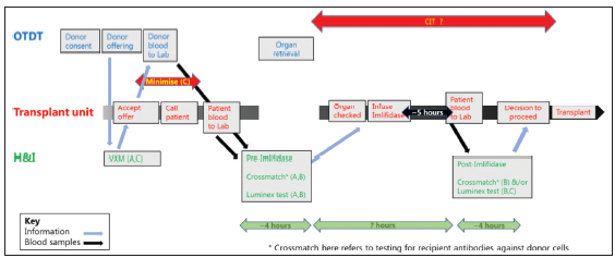 Use of Imlifidase for an antibody incompatible deceased donor transplant. Suggested pathway to minimize cold ischemia time. A. Appropriate use of Imlifidase; B Safe use of Imlifidase. C Minimize cold ischemia time.