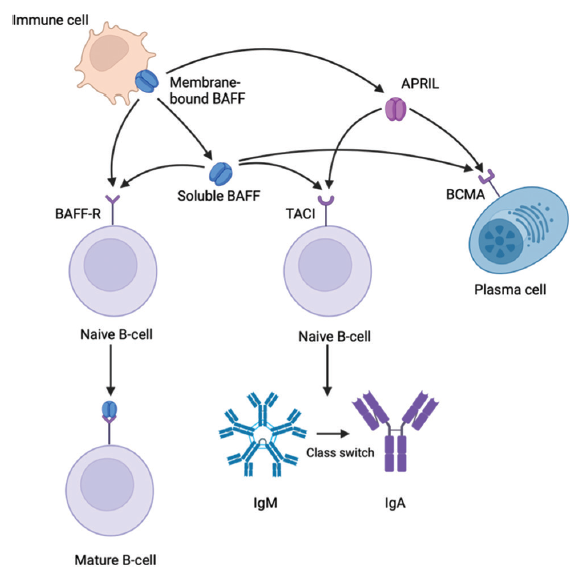 IgA Nephropathy: Emerging Mechanisms of Disease - Indian Journal of ...