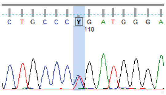 Sanger sequencing data (electropherogram) showing nucleotide change at c.10C>T (p.Arg4Ter) in the HHAT gene. HHAT: Hedgehog Acyltransferase. Red, green, black, and blue color peaks in electropherogram show thymine, adenine, guanine, and cytosine bases, respectively.