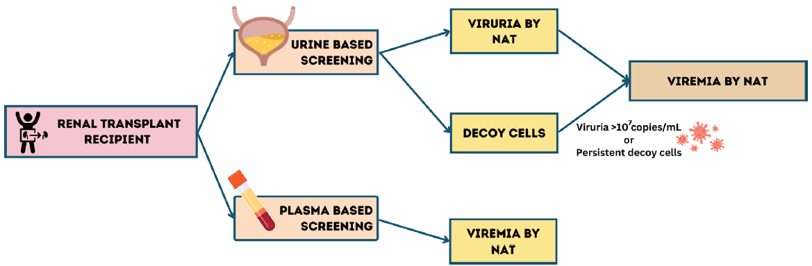 Screening strategy for BK virus in post-transplant patients. NAT: Nucleic acid testing.