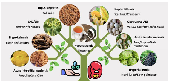 Various kidney syndromes caused by traditional medicines. AKI: Acute kidney injury, CKD: Chronic kidney disease, CIN: Chronic interstitial nephritis.